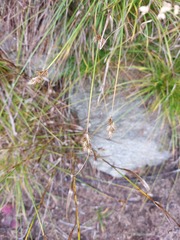 Carex leporina