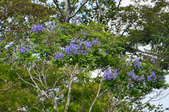 Jacaranda copaia