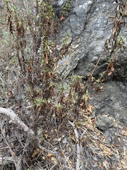 Diplacus aurantiacus