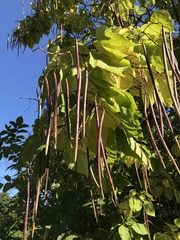 Catalpa