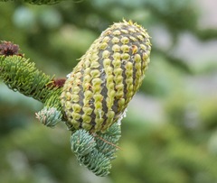 Abies magnifica shastensis