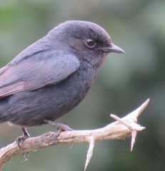 Melaenornis pammelaina ater