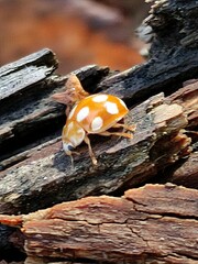 Calvia decemguttata