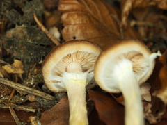 Armillaria cepistipes