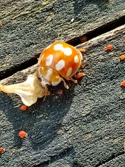 Calvia decemguttata