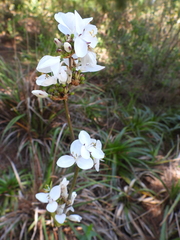 Libertia chilensis