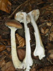 Armillaria cepistipes