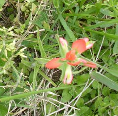 Castilleja indivisa