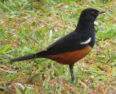 Thamnolaea cinnamomeiventris autochthones