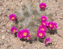Echinocereus stramineus