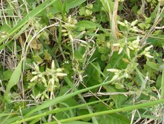 Cerastium glomeratum