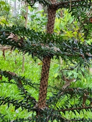 Araucaria bidwillii