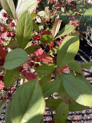 Aronia arbutifolia