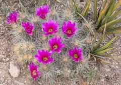 Echinocereus stramineus
