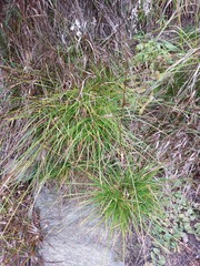 Carex leporina