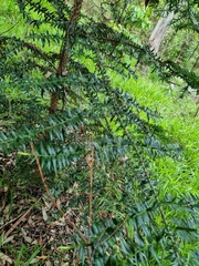 Araucaria bidwillii