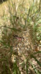 Leptoglossus corculus