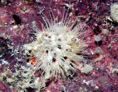 Spondylus