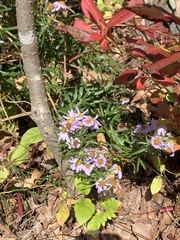 Ionactis linariifolia