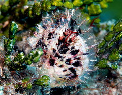 Spondylus