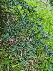 Araucaria bidwillii