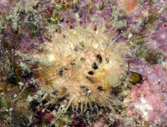 Spondylus
