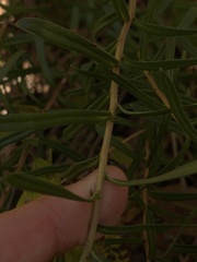 Ionactis linariifolia