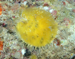 Spondylus