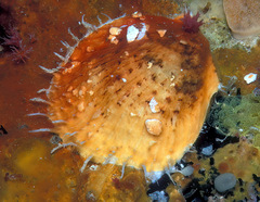 Spondylus