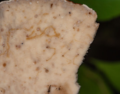 Ischnoderma benzoinum