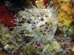 Spondylus
