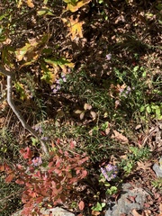 Ionactis linariifolia