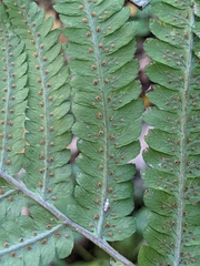 Dryopteris goldieana