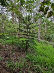 Araucaria bidwillii