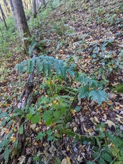 Dryopteris goldieana