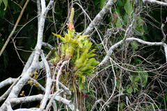 Aechmea mertensii