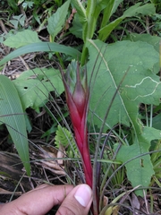Tillandsia punctulata