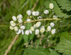 Actaea rubra neglecta