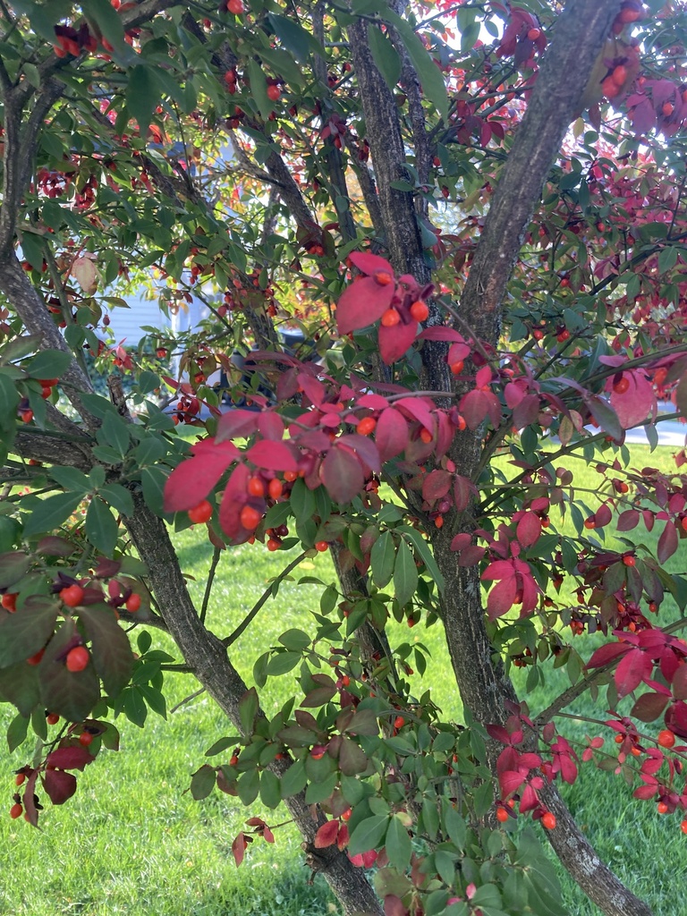 winged euonymus from Harleston Ln, East Rochester, NY, US on October 15