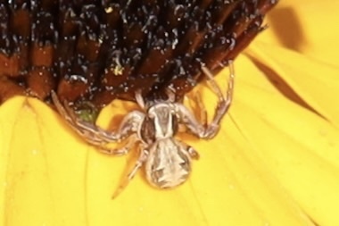 Xysticus cristatus photo 3