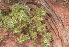 Juniperus osteosperma