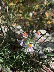 Ionactis linariifolia