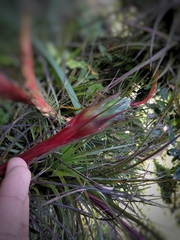Tillandsia punctulata