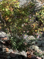 Ionactis linariifolia