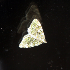 Coenotephria ablutaria