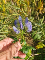 Aconitum napellus