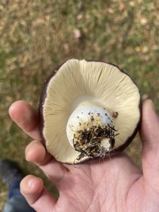 Russula