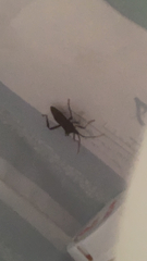 Leptoglossus occidentalis