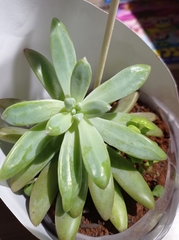 Pachyphytum hookeri