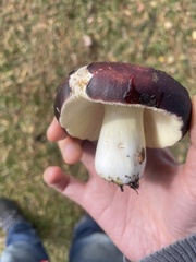 Russula